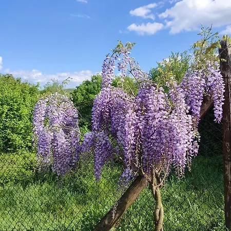 Podere Verdi Colline بوبّي